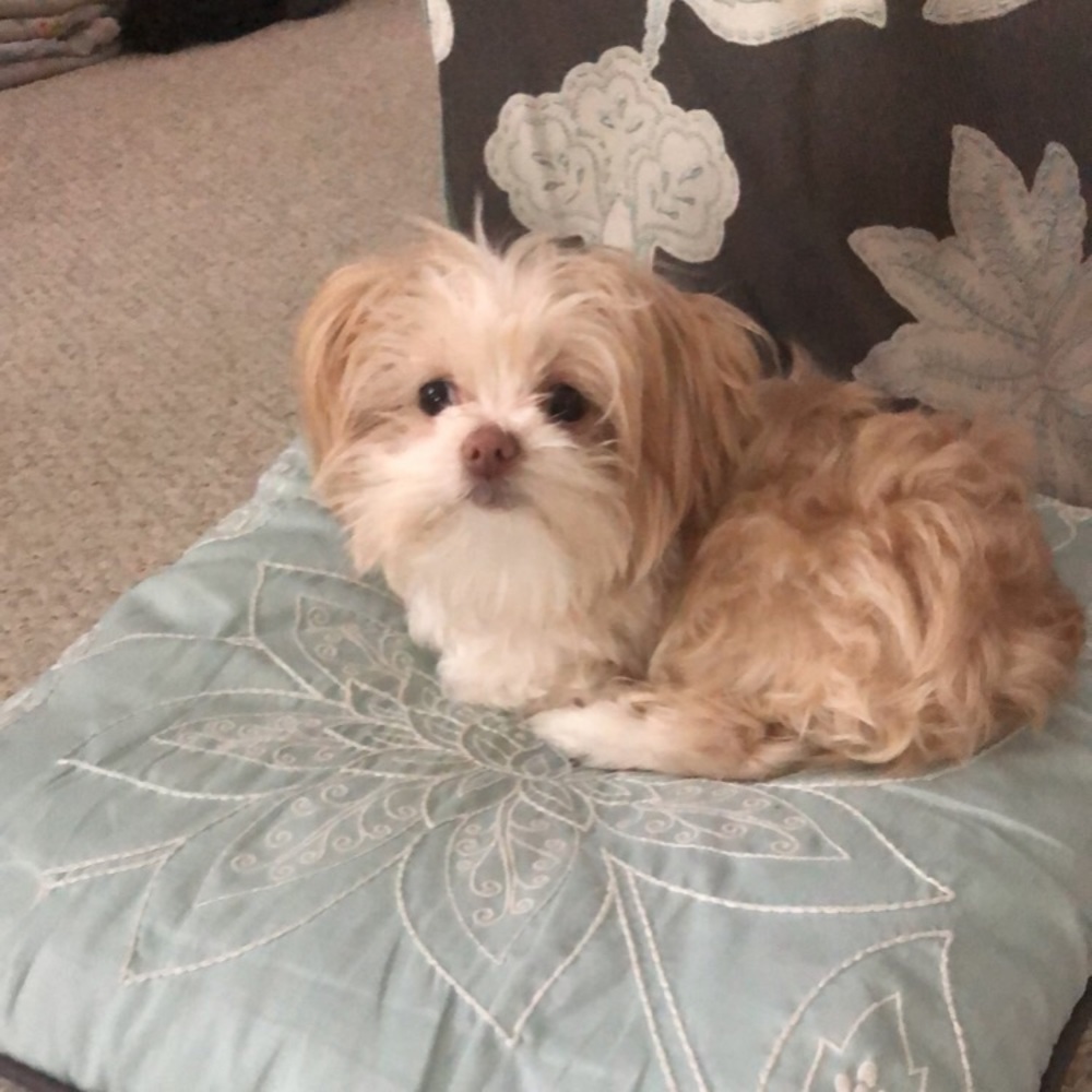 Meet your Posher, Allie